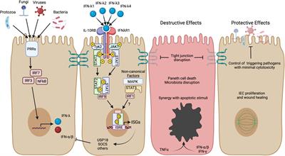 Interferon Lambda in the Pathogenesis of Inflammatory Bowel Diseases